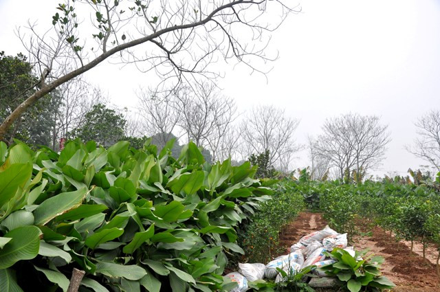 Hiện nay, nhiều phần diện tích trồng lá dong đã được chuyển sang trồng cam vì mang lại lợi nhuận lớn hơn nhiều lần.