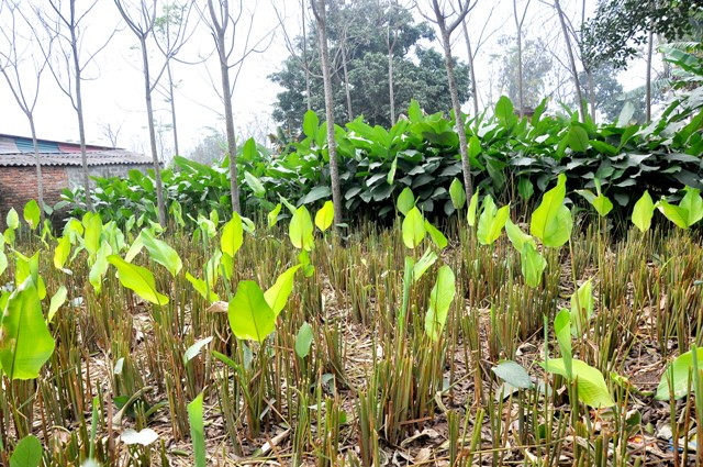 Tuy nhiên vẫn còn đó những mảnh vườn lá dong vẫn đang tiếp tục đâm chồi non đón một mùa lá dong mới của ngôi làng truyền thống này.