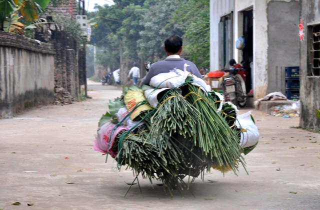 Những chuyến xe vận chuyển lá dong hối hả trên đường đưa lá dong Tràng Cát đi nhiều nơi.