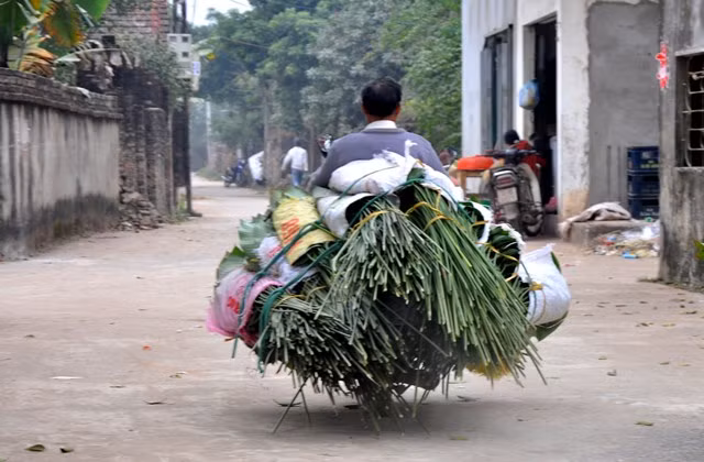 Những chuyến xe vận chuyển lá dong hối hả trên đường đưa lá dong Tràng Cát đi nhiều nơi.