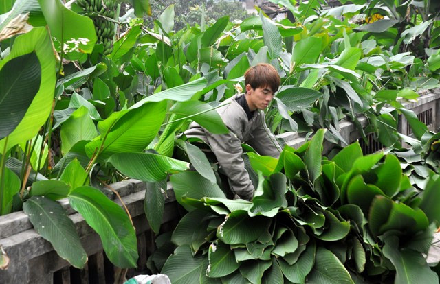 Lá dong Tràng Cát được thị trường ưa chuộng bởi lá rất đẹp, to, xanh và rất thơm khi được dùng để gói bánh chưng.