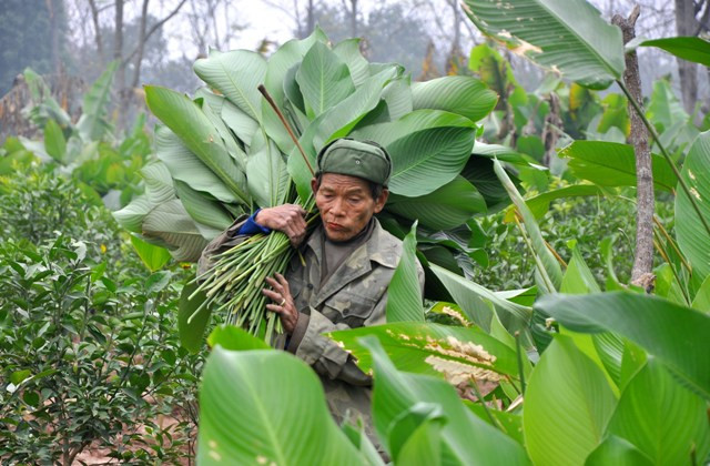 Người già, trẻ nhỏ đều hối hả cắt tỉa lá dong.