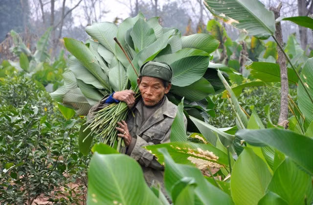 Người già, trẻ nhỏ đều hối hả cắt tỉa lá dong.