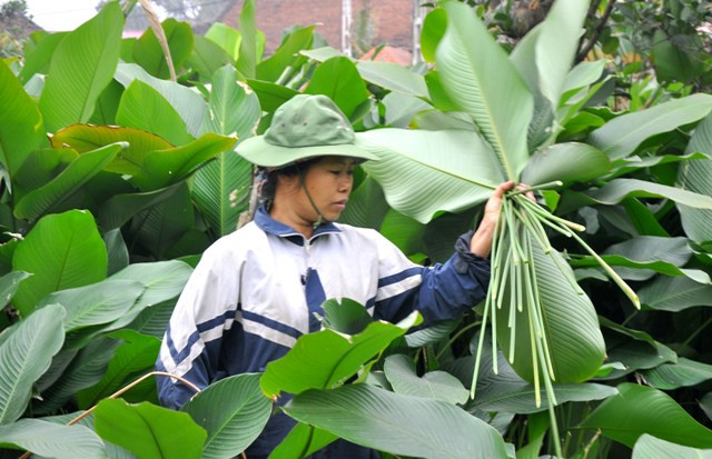 Về thôn Tràng Cát trong dịp gần Tết Nguyên đán, không khó để nhân thấy không khí nhộn nhịp thu hoạch lá dong để phục vụ nhu cầu hàng Tết cổ truyền của dân tộc.