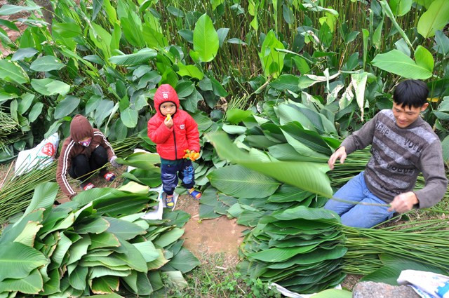 Gia đình nhà anh Phạm Văn Công, thôn Tràng Cát cũng đã bắt đầu thu hoạch lá dong từ nhiều ngày qua.