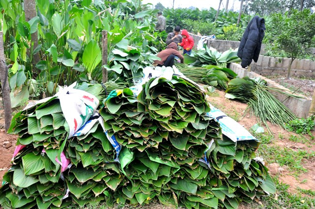 Những bó lá dong được sếp ngay ngắn sau khi được cắt từ vườn về.