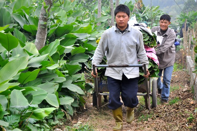 Cũng theo anh Công mỗi sào lá dong chỉ cần đầu tư khoảng 500 nghìn đồng/năm nhưng có thể cho thu hoạch 7 - 10 triệu đồng/sào/năm.