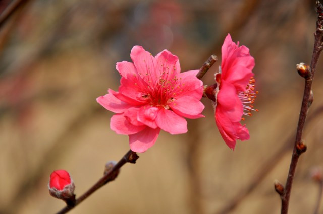 Làng đào Nhật Tân là vườn đào truyền thống và lớn nhất ở Hà Nội. Làng đào Nhật Tân là vườn đào truyền thống và lớn nhất ở Hà Nội.