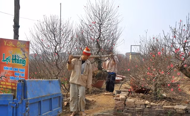 Bên cạnh những cành đào nở nhiều được cắt bán trước, thời điểm giáp Tết này những cây đào có giá trị lớn cũng được bán cho khách.