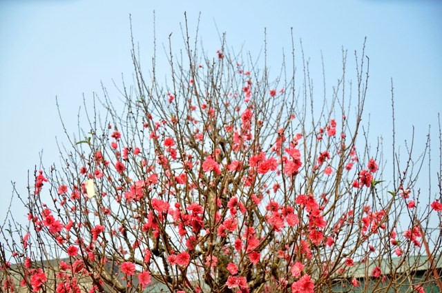 Làng đào Nhật Tân là nơi cung ứng lớn nhất cho nhu cầu của người dân Hà Nội chơi đào dịp Tết Nguyên đán. Làng đào Nhật Tân là nơi cung ứng lớn nhất cho nhu cầu của người dân Hà Nội chơi đào dịp Tết Nguyên đán.