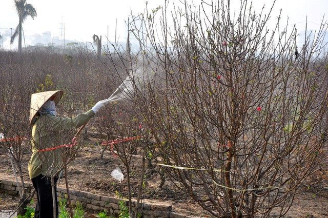 Từ những ngày đầu tháng Chạp, các chủ vườn đào đã chủ động chăm sóc để đào cho hoa đẹp nhất vào đúng dịp Tết. Từ những ngày đầu tháng Chạp, các chủ vườn đào đã chủ động chăm sóc để đào cho hoa đẹp nhất vào đúng dịp Tết.