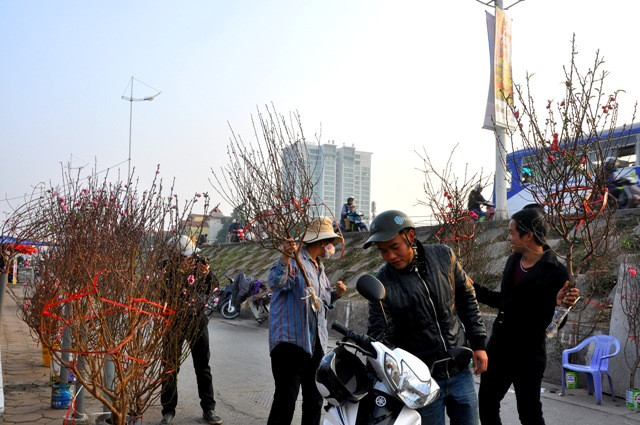 Tại chợ hoa Quảng An, phố cổ đã xuất hiện ngày càng nhiều những cành đào Nhật Tân. Tại chợ hoa Quảng An, phố cổ đã xuất hiện ngày càng nhiều những cành đào Nhật Tân.