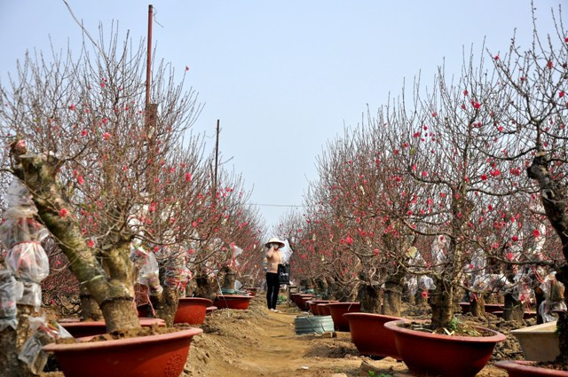 Nhiều vườn đào có hàng trăm cây đẹp đáp ứng nhu cầu của mọi khách hàng. Nhiều vườn đào có hàng trăm cây đẹp đáp ứng nhu cầu của mọi khách hàng.