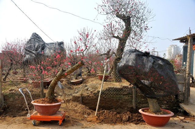 Những cây đào thế, lâu năm cũng được chủ vườn bung ra bán với giá cao từ 3 – 5 triệu đồng/ cây. Những cây đào thế, lâu năm cũng được chủ vườn bung ra bán với giá cao từ 3 – 5 triệu đồng/ cây.