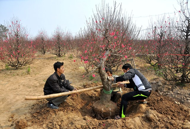 Sau ngày 15 thánh Chạp, không khí tại vườn đào đã tấp nập cảnh mua người bán. Sau ngày 15 thánh Chạp, không khí tại vườn đào đã tấp nập cảnh mua người bán.
