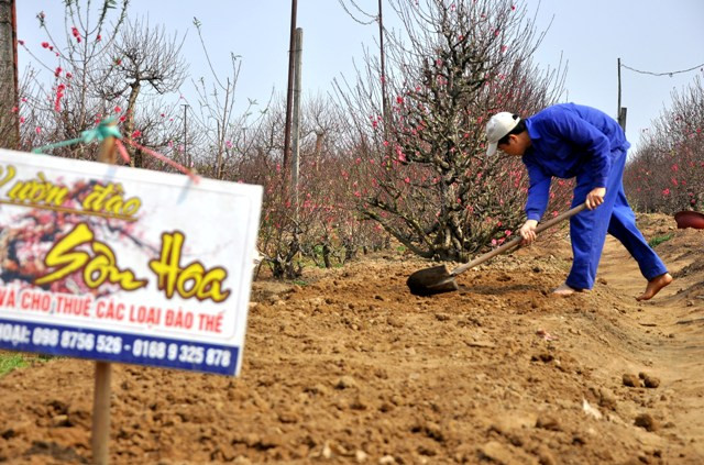 Sau khi những gốc đào được bán cho khách, người chủ vườn lại tiếp tục công việc làm vườn của mình: san bằng đất, lấp hố gốc cây… để vườn được sạch và gọn gàng. Sau khi những gốc đào được bán cho khách, người chủ vườn lại tiếp tục công việc làm vườn của mình: san bằng đất, lấp hố gốc cây… để vườn được sạch và gọn gàng.