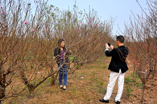 Thời điểm này, không chỉ có người đến mua đào mà còn có rất đông người tới thăm quan và chụp hình lưu niệm. Thời điểm này, không chỉ có người đến mua đào mà còn có rất đông người tới thăm quan và chụp hình lưu niệm.