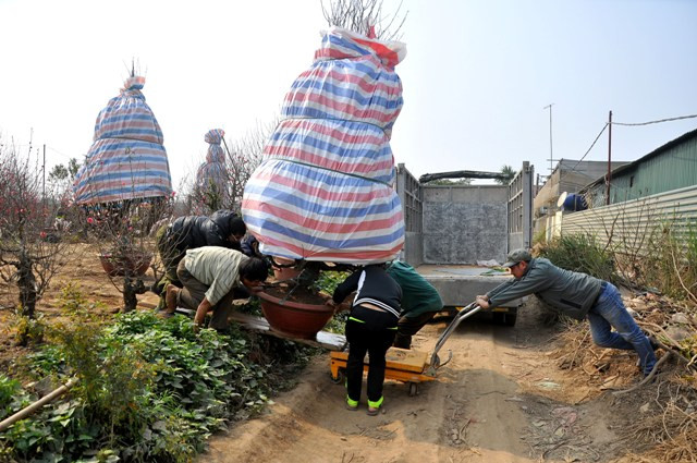 Đào được vận chuyển đi nhiều nơi, trong đó Hà Nội là thị trường chính. Đào được vận chuyển đi nhiều nơi, trong đó Hà Nội là thị trường chính.