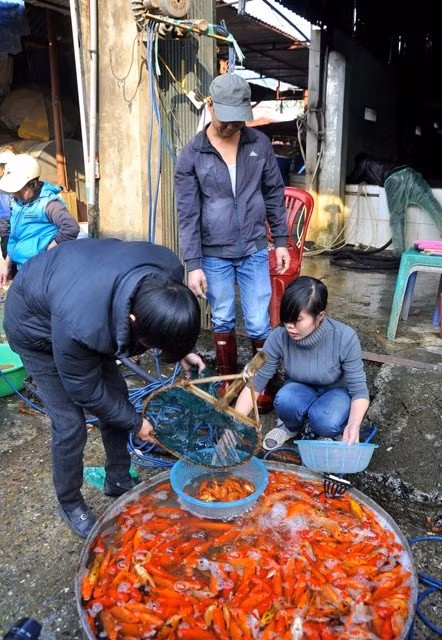 Người mua cá chép đến chợ Sở Thượng tự chọn những con khỏe mạnh. Người mua cá chép đến chợ Sở Thượng tự chọn những con khỏe mạnh.