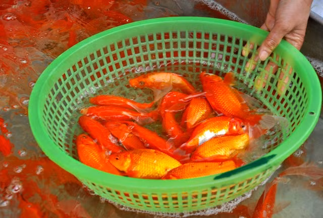 Các tiểu thương từ nhiều nơi trong thành phố về Sở Thượng để chọn được cá chép đẹp và khỏe ngày mai xuống phố bán. Các tiểu thương từ nhiều nơi trong thành phố về Sở Thượng để chọn được cá chép đẹp và khỏe ngày mai xuống phố bán.