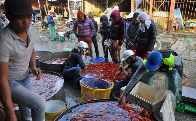 Cá chép đỏ có giá bán tùy theo loại to nhỏ từ 230.000 – 270.000 đồng/ kg.