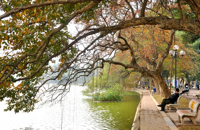 Những cây bằng lăng xòe tán xuống Hồ Gươm làm cho lòng người ấm hơn bởi sắc đỏ trong tiết trời mùa đông lạnh giá.