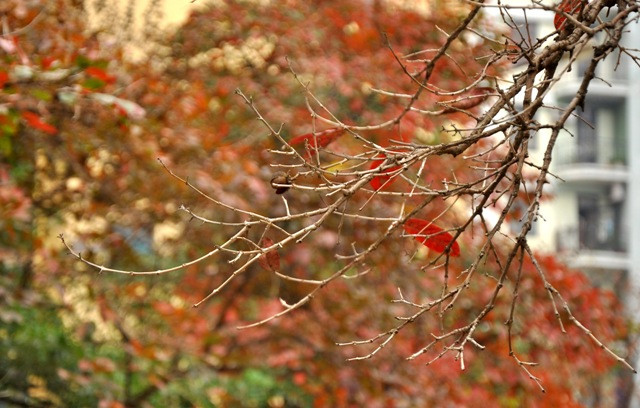 Những chiếc lá đỏ điểm xuyết trong một bầu trời sắc đỏ.