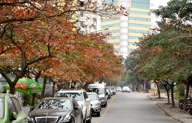 Sắc đỏ của lá bằng lăng trong giai đoạn “thay áo” bao phủ phố phường.