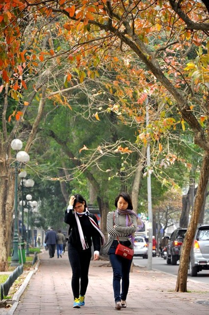 Dạo phố dưới những tán lá đỏ bằng lăng trong những tiết trời màu đông càng khiến lòng người lãng mạn và yêu đời hơn.