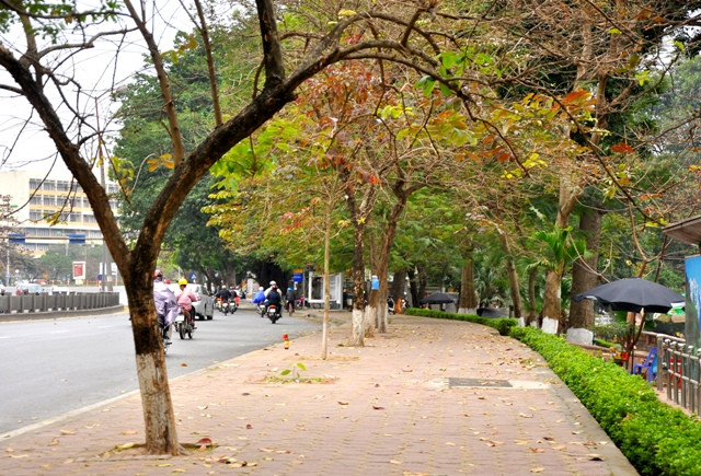 Chỉ cần một cây bằng lăng cũng làm đỏ cả một vùng trời Hà Nội.