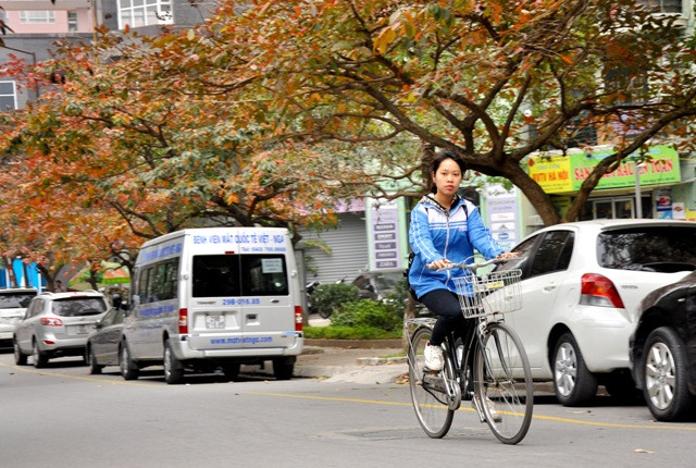 Trên những con phố, dòng người cứ tấp lập đi lại trong cái sắc đỏ của cây bằng lăng.