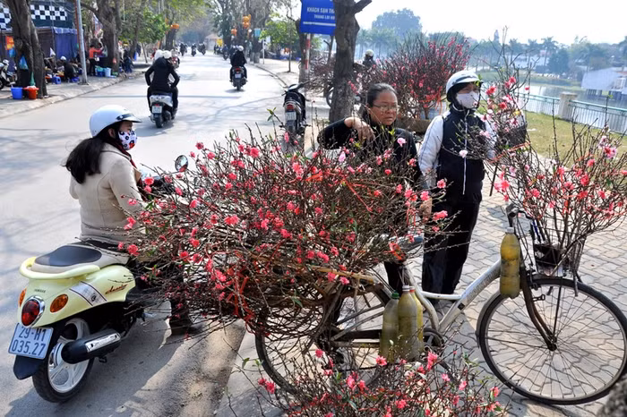 Người mua đào cành trong dịp trước Tết là những người muốn mua về thắp hương ngày Rằm và ngày Ông Táo lên trời (23 tháng Chạp).