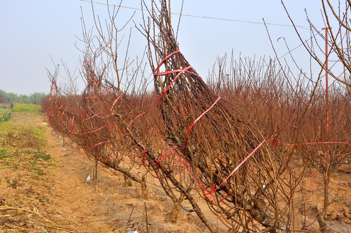 Bên cạnh những cây đào có giá trị cao, vườn đào Nhật Tân còn hướng tới việc cắt tỉa những cành đào nhỏ để mang xuống phố bán sớm.