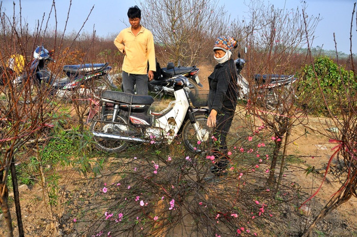 Từ những ngày cuối tháng 11 âm lịch, nhiều người buôn đào ở các tỉnh như Hải Dương, Hưng Yên, Bắc Ninh… đã đổ về vườn đào Nhật Tân để săn mua những cành đào nở hoa sớm. Đào được cắt đưa về bán chợ Quảng An và khu phố cổ là chính.