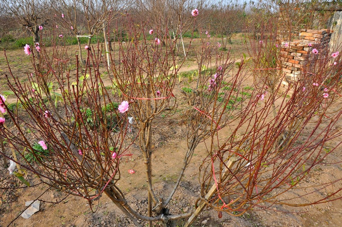 Vườn đào Nhật Tân (Tây Hồ, Hà Nội) là một trong những nơi cung ứng số lượng đào nhiều nhất cho nhu cầu của người dân Hà Nội.