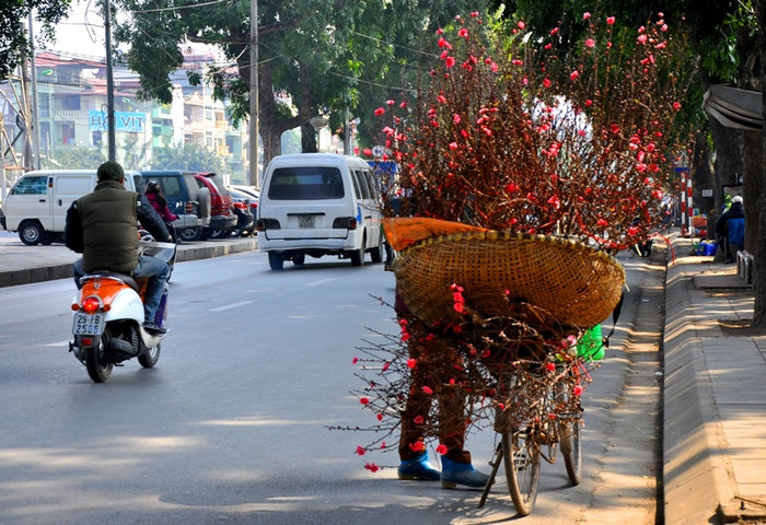 Những ngày tháng Chạp, đi trên những con phố của Thủ đô không khó bắt gặp những xe chở đầy cành đào đang rảo bước dưới phố.