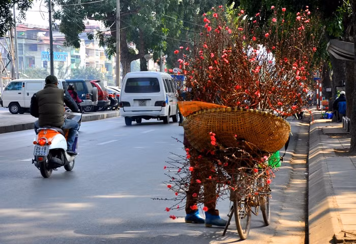 Những ngày tháng Chạp, đi trên những con phố của Thủ đô không khó bắt gặp những xe chở đầy cành đào đang rảo bước dưới phố.