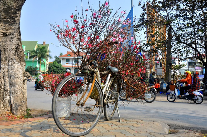 Những chiếc xe đạp như được tô thêm một nét đẹp riêng bởi những cành đào đang khoe sắc đón xuân mới.