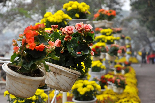 Công ty Môi trường đã chuẩn bị số lượng lớn hoa, cây cảnh trang trí tại các vườn hoa công viên, các tuyến đường... Công ty Môi trường đã chuẩn bị số lượng lớn hoa, cây cảnh trang trí tại các vườn hoa công viên, các tuyến đường...