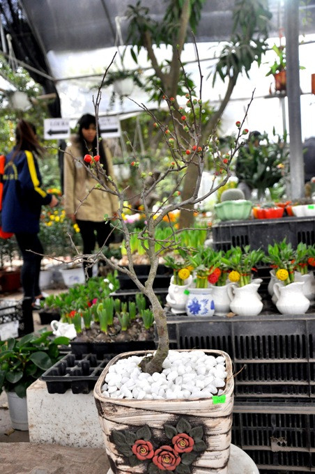 Bên cạnh những giống cây do chính sinh viên trường ĐH Nông nghiệp nghiên cứu tạo ra mà còn những cây hoa lạ được nhập từ Trung Quốc về với giá cả không cao. Trong ảnh là cây mai đỏ, người chơi mai đỏ có thể chỉ tốn 150.000 đồng mà đã có một cây ưng ý.