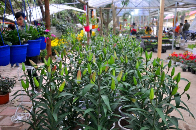 Hoa Ly nhiều nụ sẽ cho hoa vào đúng dịp Tết có giá 200.000 đồng/chậu.