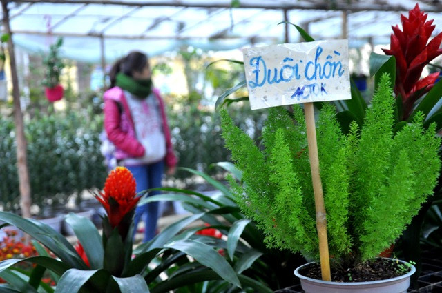 Nhiều cây cảnh rất lạ xuất hiện ở vườn hoa sinh viên.