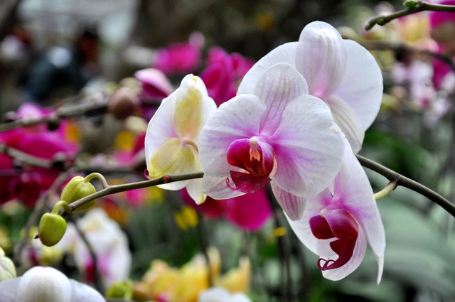 Hoa Lan đang nở hoa đẹp có giá bán chỉ từ 100. 000 – 200.000 đồng/chậu.