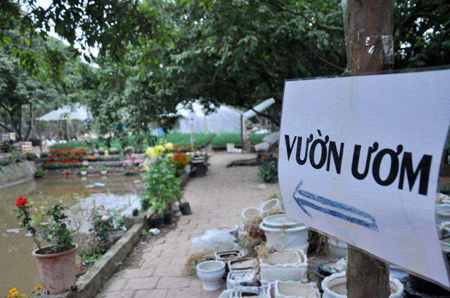 Điều đặc biệt trong vườn hoa sinh viên này còn có một khu vườn ươm. Người mua có thể ra tận vườn để chọn cây.