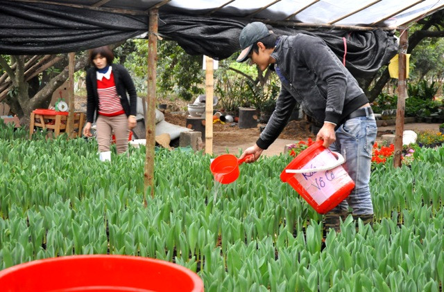 Những người chủ vườn đang chăm sóc cho từng cây hoa Tuylip.