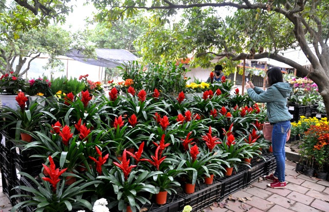 Cây Thẻ bài vừa chơi cảnh vừa có thể làm thuốc.