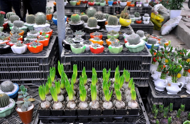 Người mua tới thăm quan có thể thoải mái chọn mua những loại cây cảnh mini phù hợp để trưng bày dịp Tết.