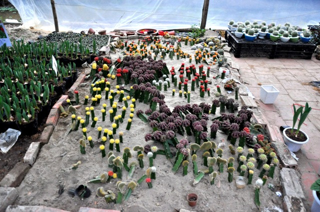 Hay những cây xương rồng được lai ghép nhiều màu sắc cũng đang ở dưới cát để đợi người mua mang đi.