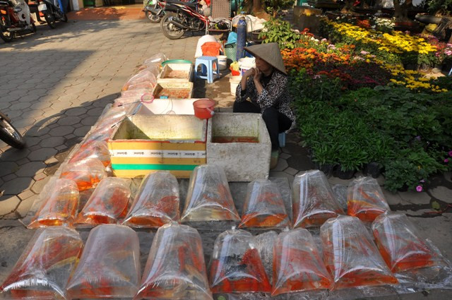 Tại chợ hoa Hoàng Hoa Thám, cá chép đã được bọc sẵn đợi người mua. Tại chợ hoa Hoàng Hoa Thám, cá chép đã được bọc sẵn đợi người mua.