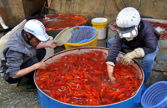 Từ chiều ngày 22, nhiều tiểu thương đã đi mua mua cá ở Chợ làng cá Sở Thượng (Hoàng Mai, Hà Nội) để đem xuống phố bán. Từ chiều ngày 22, nhiều tiểu thương đã đi mua mua cá ở Chợ làng cá Sở Thượng (Hoàng Mai, Hà Nội) để đem xuống phố bán.